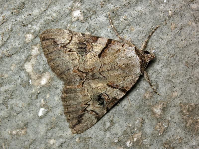 Catocala hymenaea (Denis & Schiffermuller, 1775)